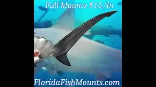 Experience the Ultimate in Lifelike Hammerhead Shark Mounts! #customfishreplicas #fishmounts