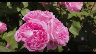 Розы Остина - LADY SALISBURY. Что в имени твоем ?! Часть 71