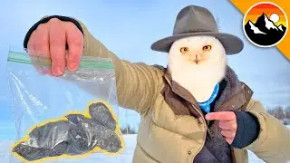 WHAT DID I FIND?! - Dissecting Snowy Owl Pellets!
