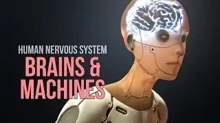 Nervous System - Brain-Computer-Interfaces (Brains & Machines)