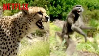 Cheetah vs. Baboon | Animals on the Loose: A You vs. Wild Movie | Netflix After School