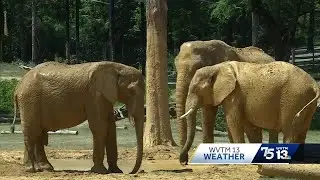 Zookeepers Keep Elephants Cool in Scorching Temperatures in Alabama