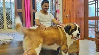 Morning Playtime with Papa | Saint Bernard's love for his Owner