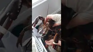 Вперше куштували сьогодні лобстерів. Не дарма обрали атлантичну провінцію #лобстер #lobster #shorts