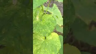Причины пожелтения листьев у огурцов .#огурцы