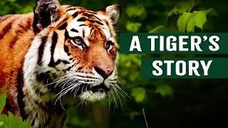 Killers Of The Jungle: Indias Tiger Population