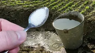 1 ложку на ведро воды и земля как новая! Пролейте этим землю для обильного урожая всего