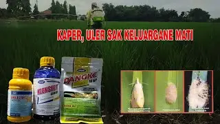INSEKTISIDA PEMBASI ULAT, KAPER, WALANGSANGIT,DLL