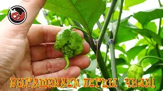 А перцы таки есть!!! И много!