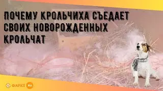 Почему крольчиха съедает своих новорожденных крольчат