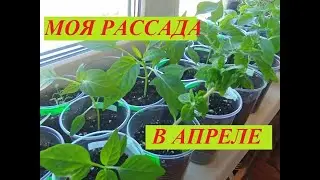 Как выглядит моя рассада на 11.04.24 г. Цветы и огородные культуры.