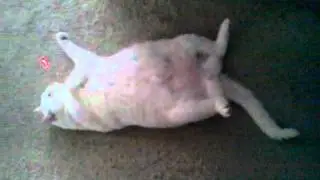 Lazy Lazy Cat (Самый ленивый кот)