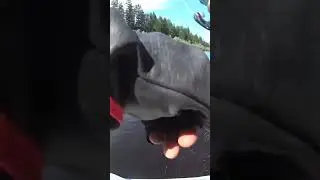 Щука на утку