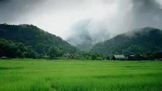 4K Time Lapse Rice Paddy | Time Lapse | 4 K