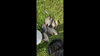 ЛУЧШИЙ УЛОВ КАРАСЯ В МОЕЙ ЖИЗНИ!
