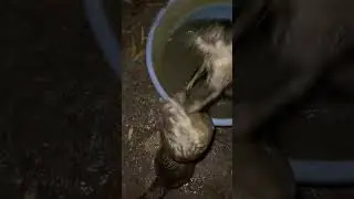 Otter Gaia And Otter Tipo Were Wrestling In The Tub While I Was Going To Rescue Ocean Fish