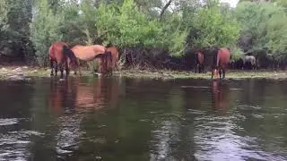KAYAK SALT RIVER