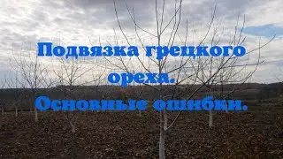 Подвязка грецкого ореха. Основные ошибки.