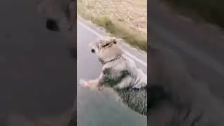 Волки бегут за машиной