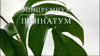 ЭПИПРЕМНУМ ПИННАТУМ [Краткий Видео Обзор]