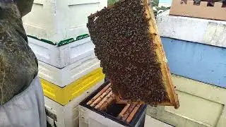 Пчелик - пакет для перевозки пчёл на четырёх рамках с максимальным комфортом!
