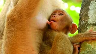 Funny capture! Baby monkey not dare to get milk because worry mom fight him