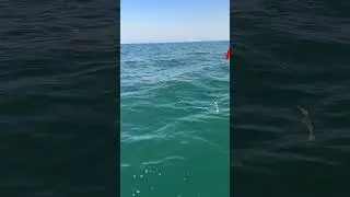 Sea turtle trying to take my bait ￼