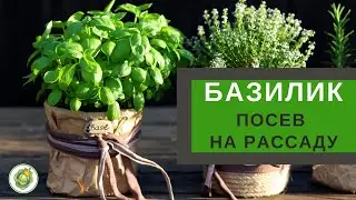 БАЗИЛИК - посев на рассаду//Как вырастить базилик из семян.