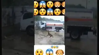 😲 😱,#ytshorts #rain #dogshorts #doglife #youtube #shots #shortvideo #animals @Uttamrawatvlogs 🐶😲