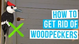 How to GET RID OF WOODPECKERS on house