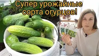 Посейте эти ОГУРЦЫ!Они завалят вас урожаем!Гибрид БЁРН