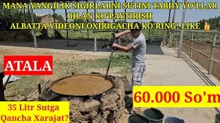 ODDIY USULDA ATALA BILAN SIGIRNI SUTINI KO'PAYTIRISH. VIDEOGA O'ZINGIZ BAXO BERING. ☎️958880555