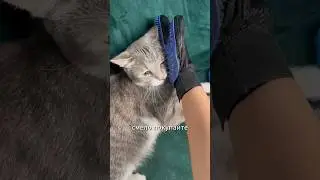 ВЫЧЕСАЛА и пошла ПИТЬ ЧАЙ 🐈#обзор #кот #котики #шерсть #распаковка