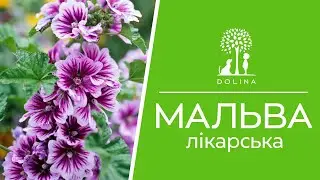 Мальва мавританська  | Виводимо рослини зі стресу