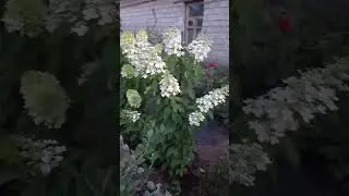 Вечерняя РЕЛАКСАЦИЯ с гортензиями