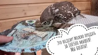 Owl Luchik receives and evaluates his portrait. Little Owl is a great art critic