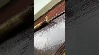Геккон застрял в окне 😱😨