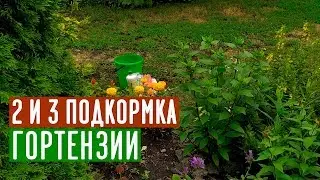 После этих подкормок шикарное цветение гортензии обеспечено /  Садовый гид