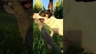 Watch til the END 😂 #dog #animals #shorts