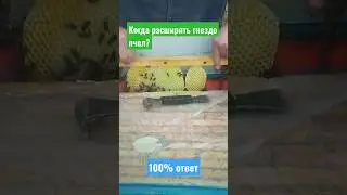 Когда расширять гнездо пчел? 