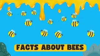 Facts about Bees | Animation