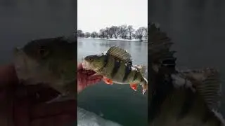 Полосатый воин 535г.  на ультралайт￼. 🎣 Кайф 👍