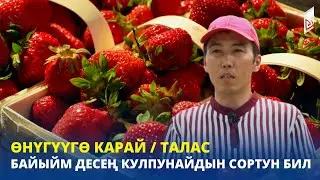 Байыйм десең кулпунайдын сортун бил / Талас