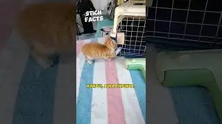 Kucing Oren Galak ❌ Kucing Oren Penurut ✔
