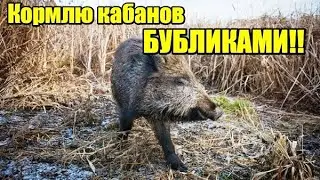 Свиньи, бублики и КЛАД!)) Встречайте архивное видео!