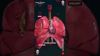 The Diaphragm's Vital Role in Respiration 💨🫁