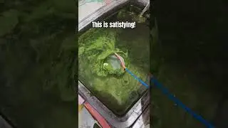 beat algae with frynet 🤣 #viral #trending #guppyfish #guppy