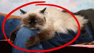 14 Signs That Your Cat Has Imprinted on You