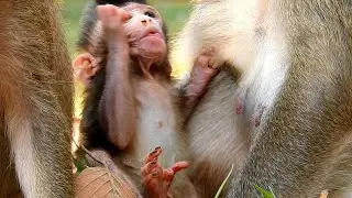 Baby just born and how cutest newborn baby monkey