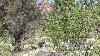 High elevation lakes prepped for native trout at Great Basin National Park